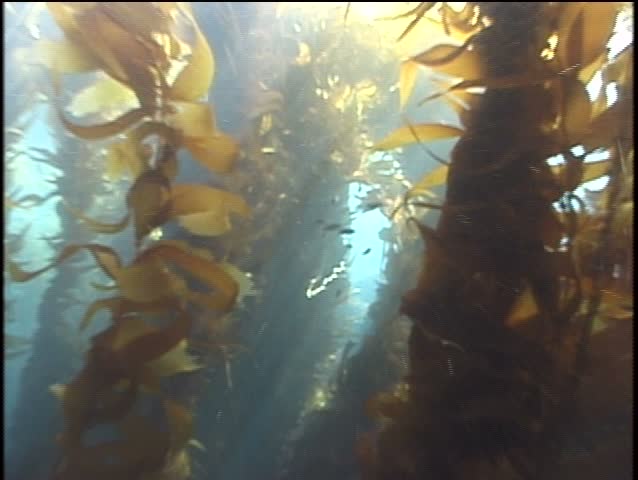 CU swim through kelp forest garibaldi