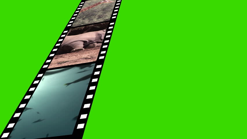 Animal film reel green screen 3