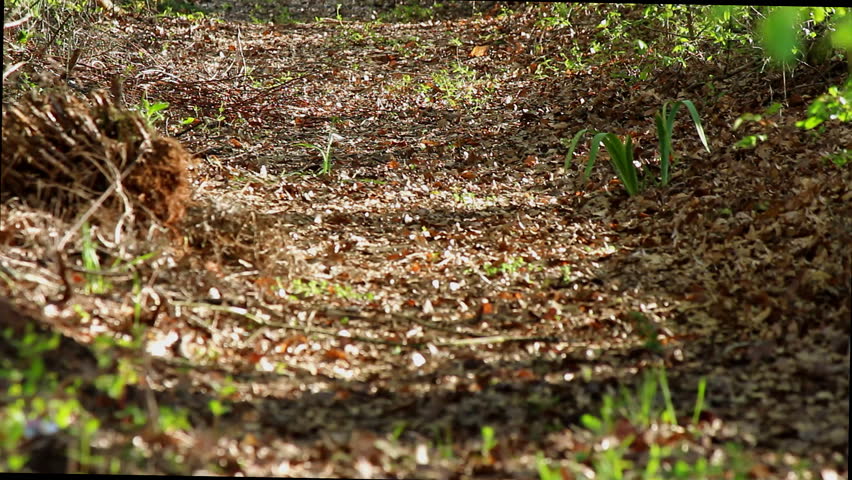 Dead withered leaves blow across a path on a breezy day