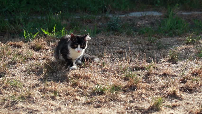 Young cat playing with locust on a plot
