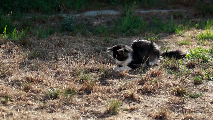 Young cat playing with hunted locust on a plot