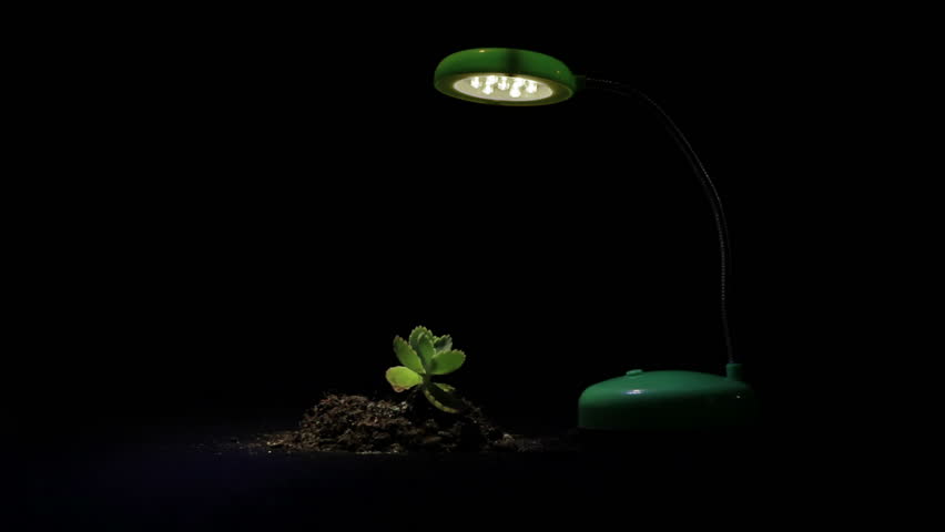 Young sprout and table lamp on a black background.