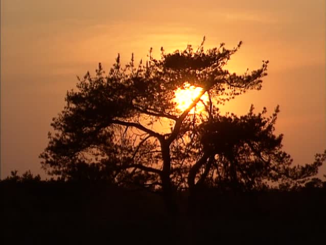 Sunset behind Scots Pine (pinus sylvestris). Scots Pine is the only pine native to northern Europe.