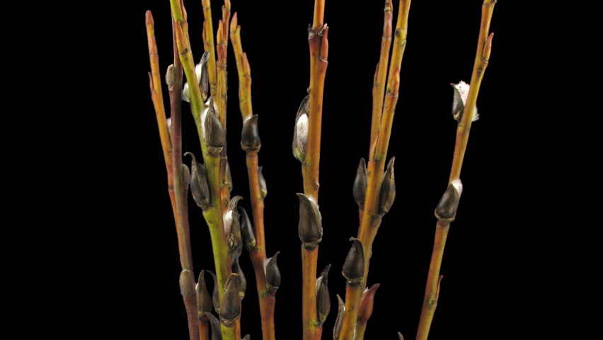 Time-lapse of growing willow catkins isolated on black 7 