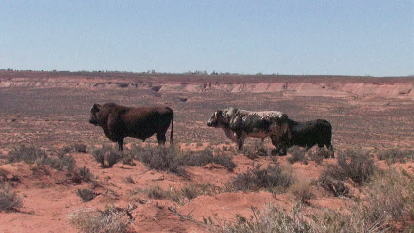 Three stud  bulls in Arizona desert near Page. Navajo Indian Reservation. Dry, remote and desolate area for livestock farm animals. Horns curl down in front of face. Cattle on wilderness desert  ranch