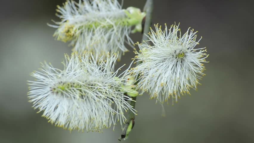Willow blossom
