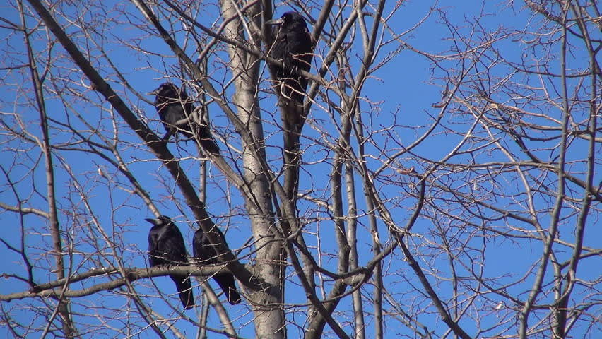 Couple of Crows Sitting on a Bare Branch, Ravens on a Windy Day, Birds