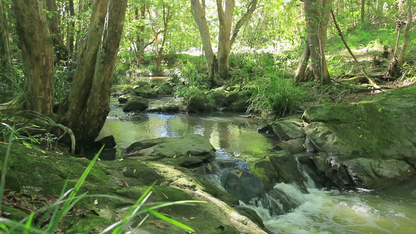 Rainforest with stream flowing through it in Queensland Australia.