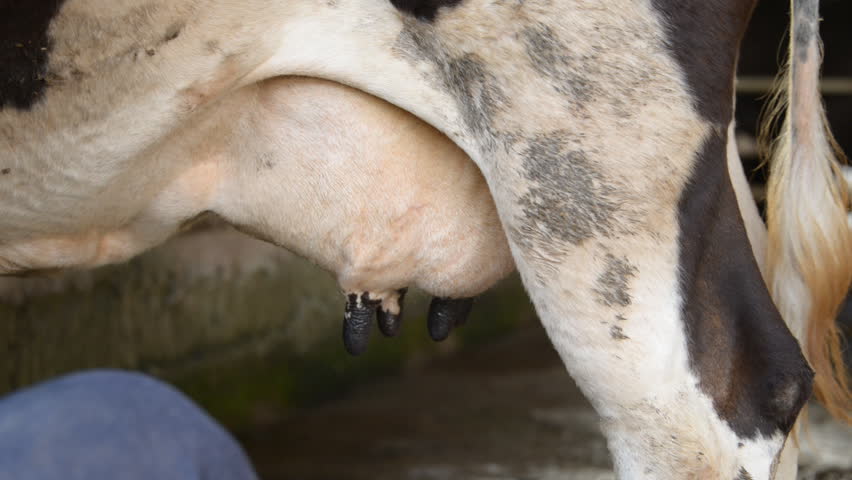 Cleaning udder of the cow before milking.