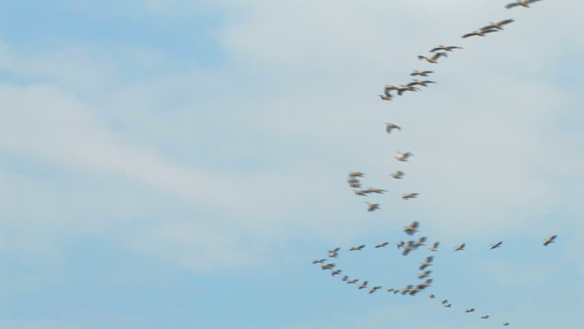 Birds - Colonies of pelicans flying in V-formation - The Great White Pelican - Pelecanus onocrotalus