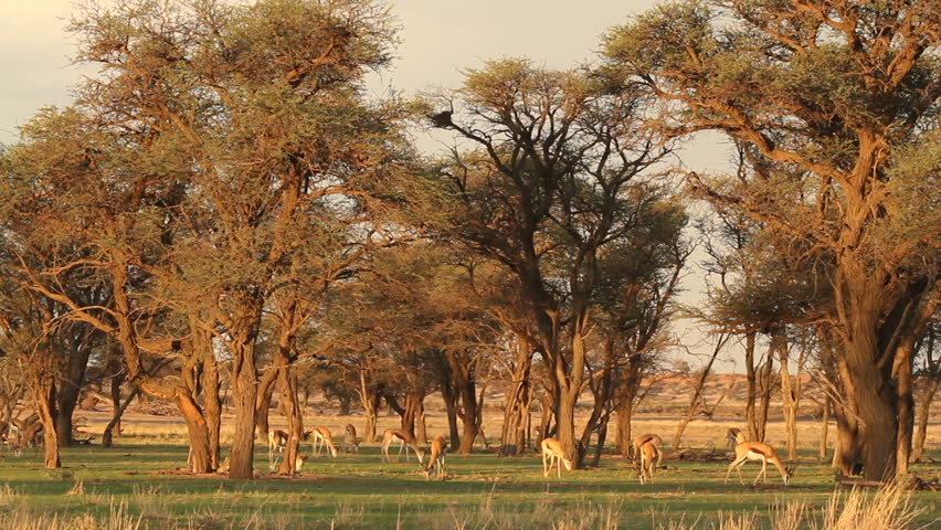 Springbok antelopes (Antidorcas marsupialis) grazing in late afternoon light, Kalahari desert, South Africa