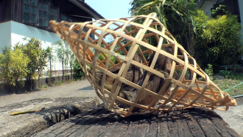 Birds in a wicker cage.