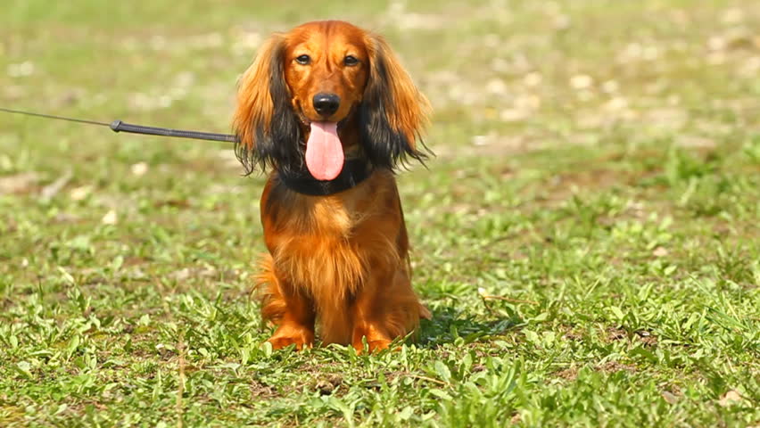 Red long-haired dachshund standing on the grass