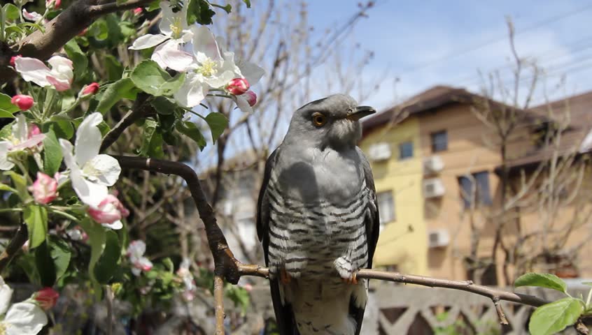 Common Cuckoo (Cuculus Canorus) resting on a tree branch