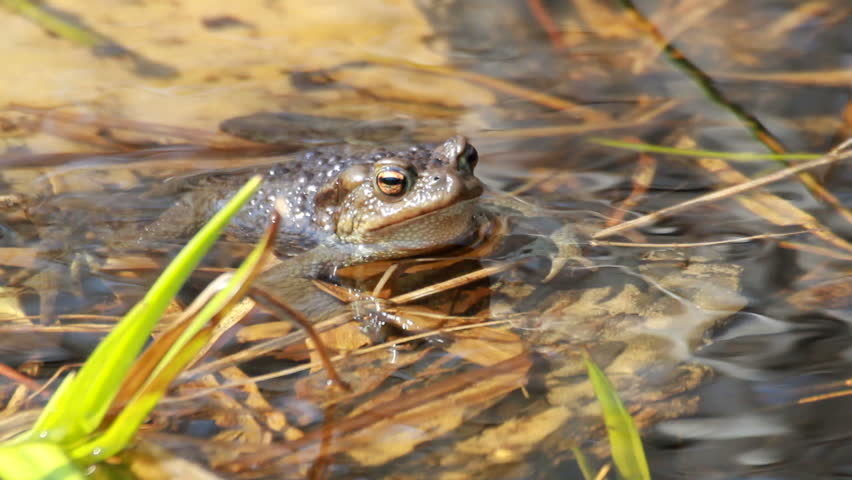 Ccommon toad (Bufo bufo) in early spring