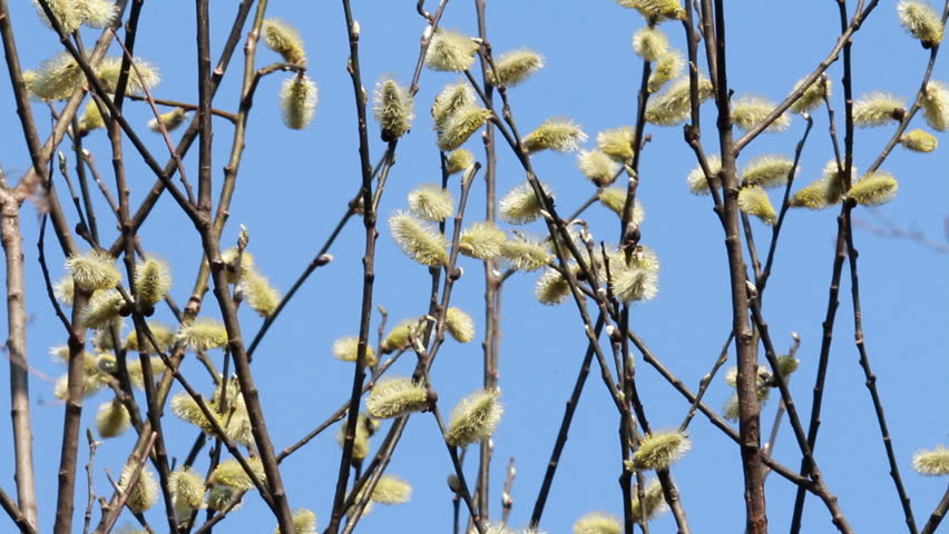 Flowering Pussy Willow
