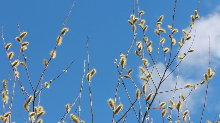 Flowering Pussy Willow