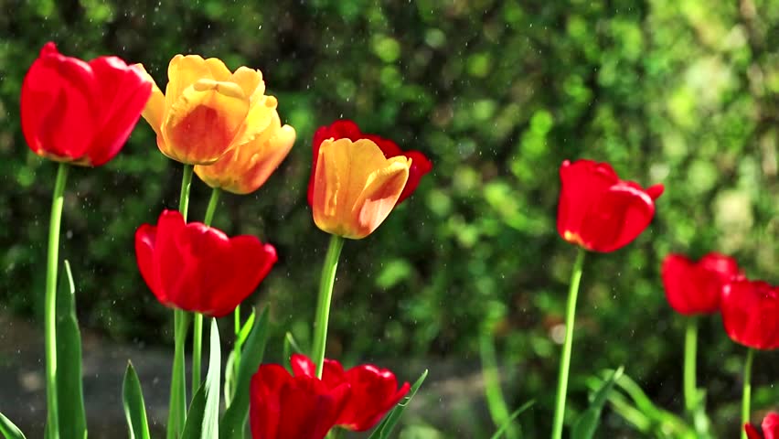beautiful tulips in the rain drops