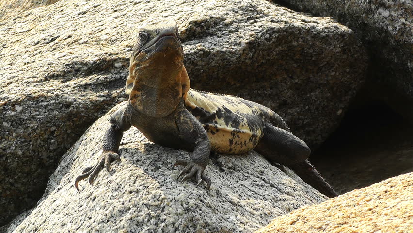 Iguana in the Beach of South Mexico in Oaxaca Central America
