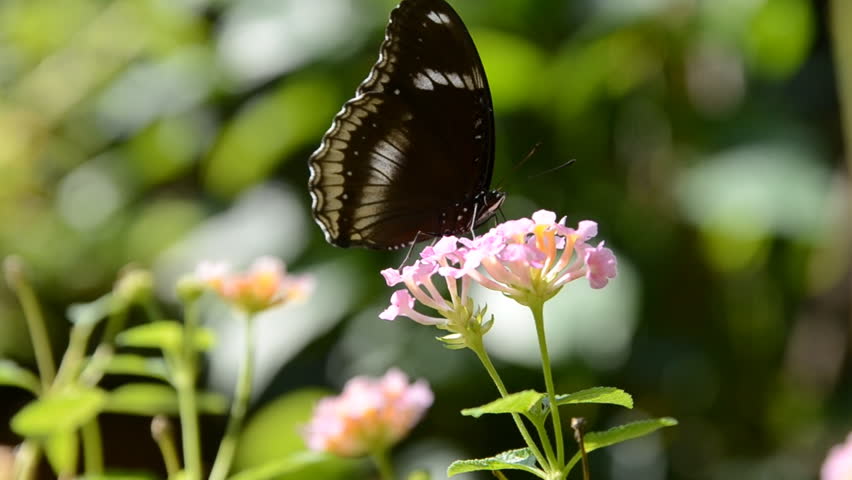 Blackvein Sergeant  butterfly perching on a flower
