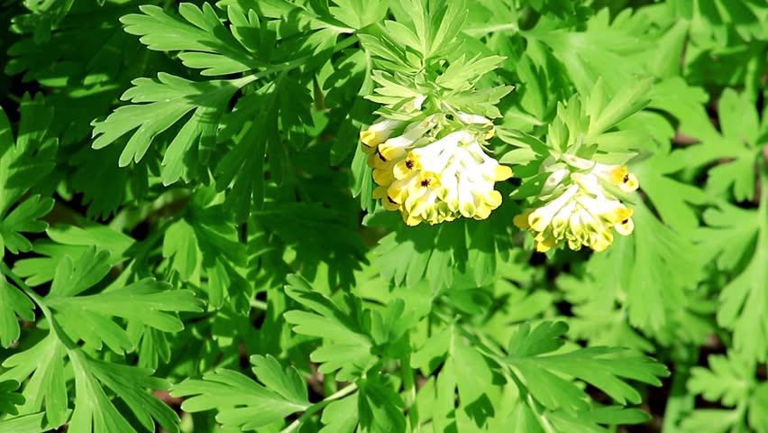 flowers, green grass, bumblebee