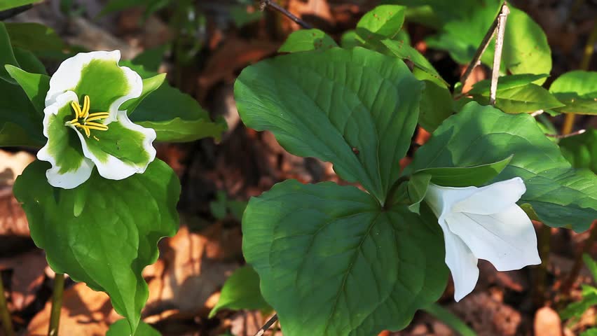 The rare green Trillium in a woodland scene
