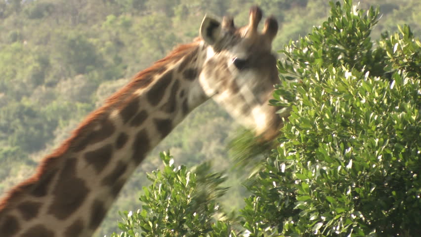 Giraffe behind tree