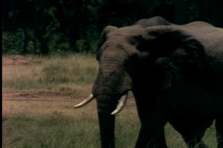 NAIROBI, KENYA, AFRICA - CIRCA APRIL 1989: Big male elephant strolling on savannah.