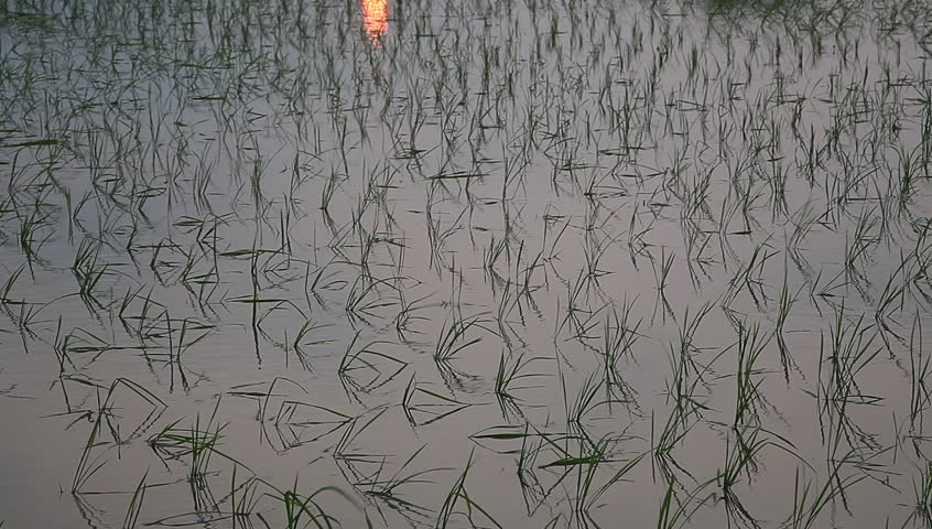 young rice sapling in the field near sunset