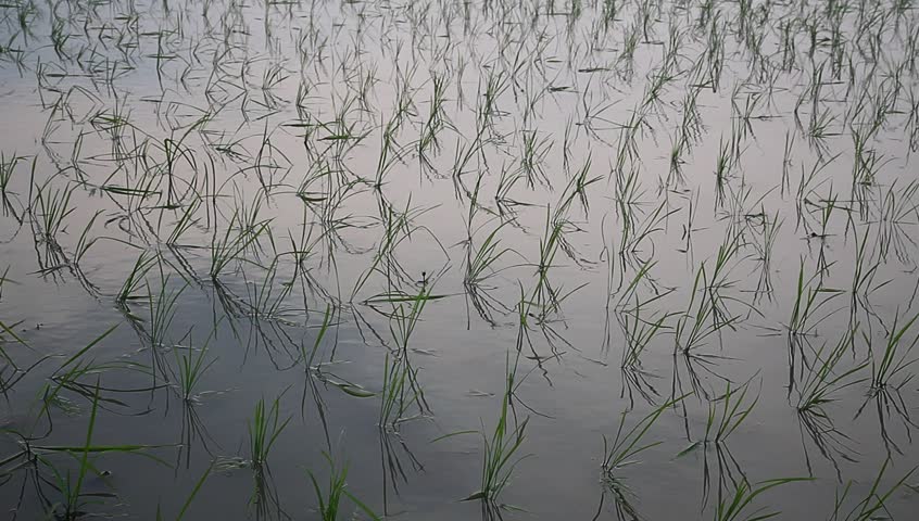 young rice sapling in the field near sunset