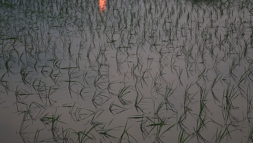 young rice sapling in the field near sunset