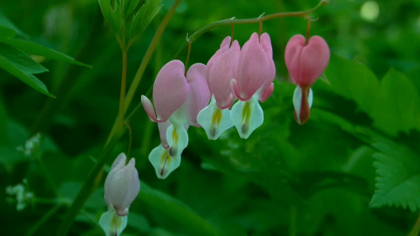 Blooming dicentra (bleeding heart) flowers close up