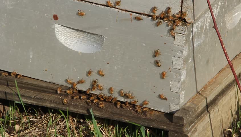 beehive box with active bees