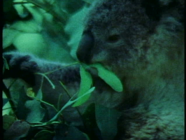 Koala, close up eating leaves, Australia