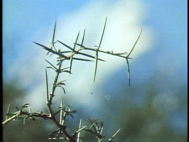 Mount Cook, New Zealand close up top, follow focus off of thorny tree limb