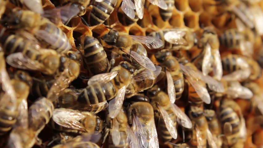 Bees. Close shot.