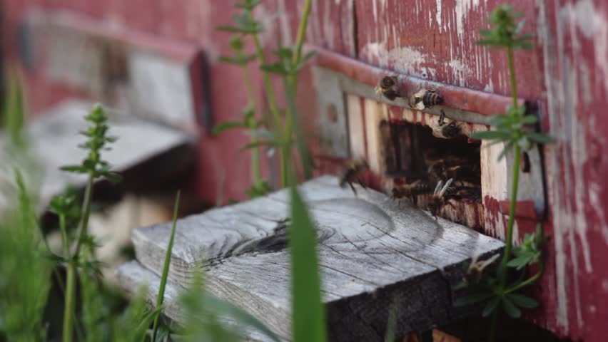 Bees entering the beehive.
