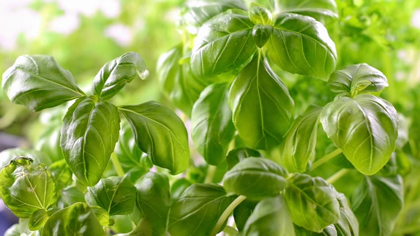 Herbs (oregano) are harvested