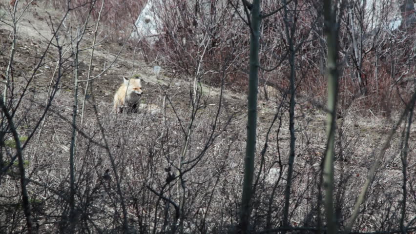 A fox eating some scavenged food.