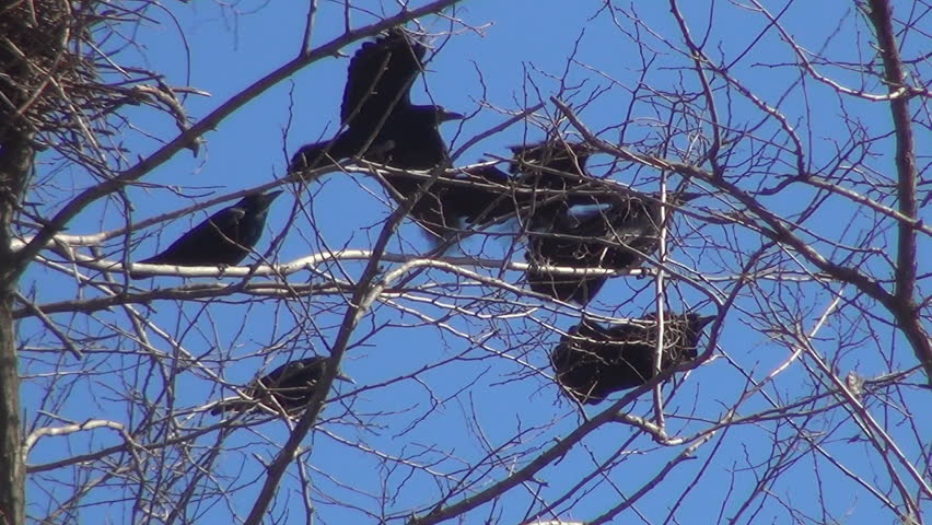 Crows Sitting on a Bare Branch then Flying Away, Ravens on a Windy Day, Birds