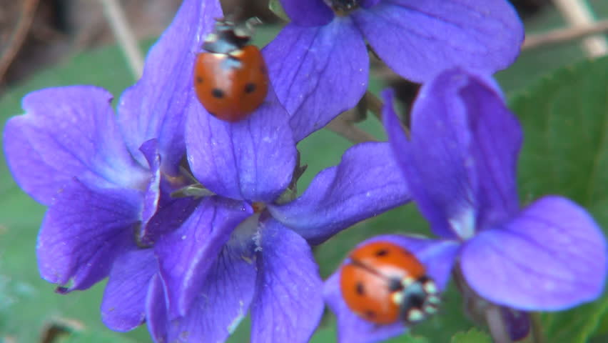Walking Ladybugs on Violet Flowers in Spring, Viola Riviniana in Field, Meadow  
