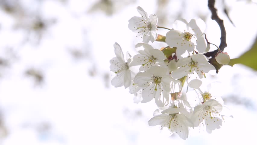 Close up of cherry blossoms in spring,  branch of cherry tree with white blossoms, spring concept, Kent, England.UK