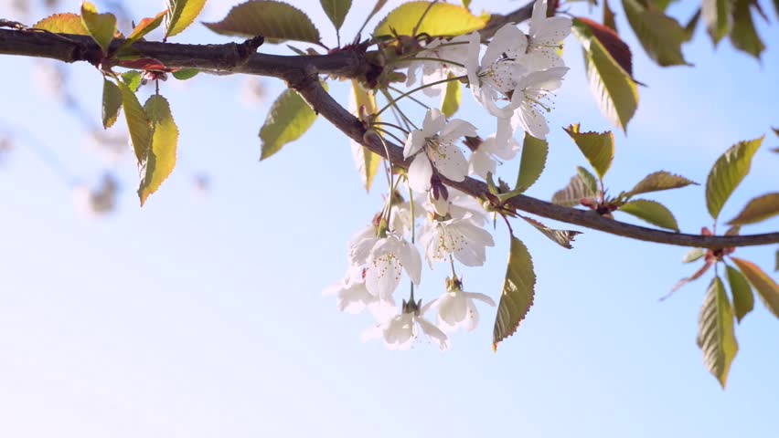 Cherry Blossoms in spring, branch of cherry tree with white blossoms, spring concept, Kent, England, UK