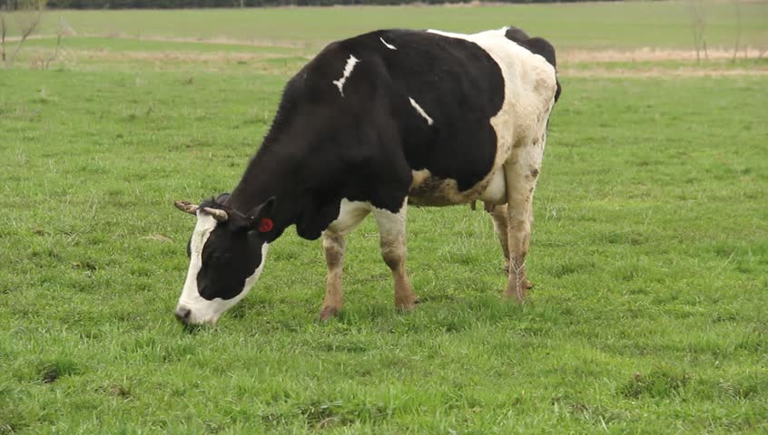 holstein dairy cow eating fresh green grass