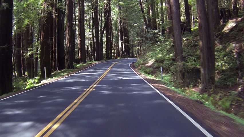 Beautiful drive through California Redwood forest Point Of View. Sequoia National Park Sierra Nevada mountains. Established 1890. 404,063 acres. Famous largest trees on earth, giant sequoia trees.