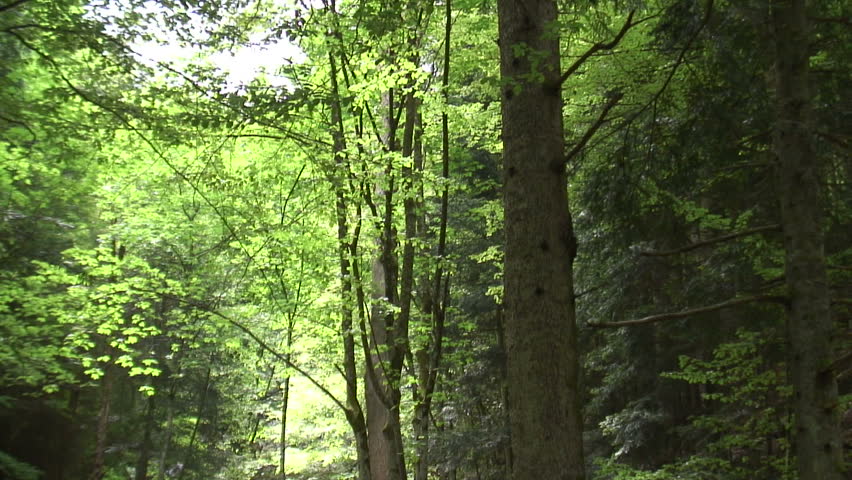 1080i: Vertical panshot of the mountain creek Lauch in the Vosges Mountains in France. Tripod. Sound.