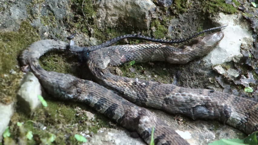 A dead snake rotting.