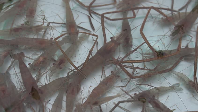 shrimp swimming in water