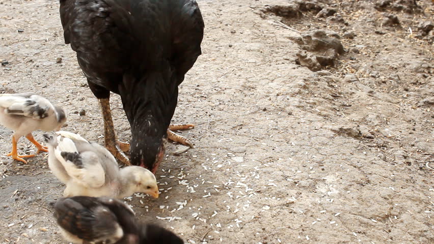 Hens and chicks eating rice

