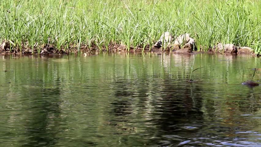 Fresh water spring stream